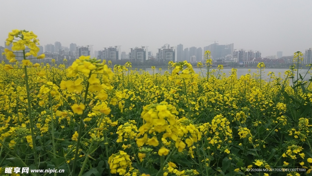 油菜花