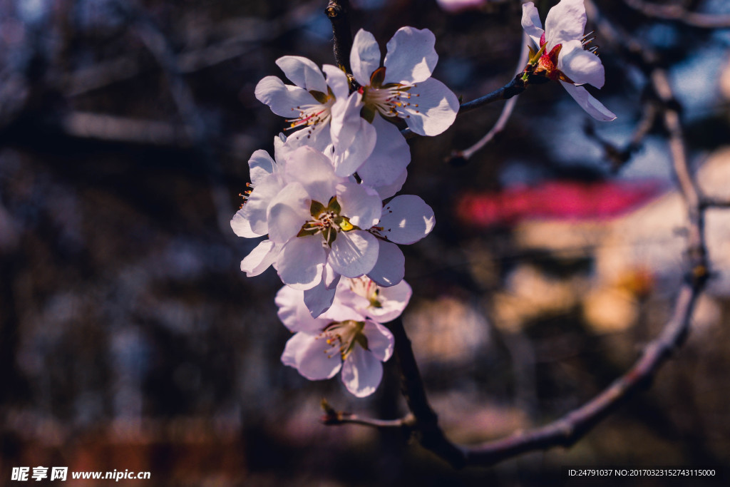 春暖桃花