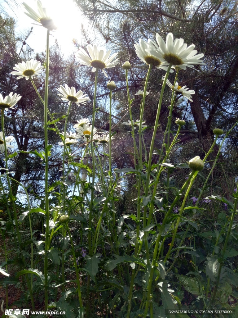 山菊花