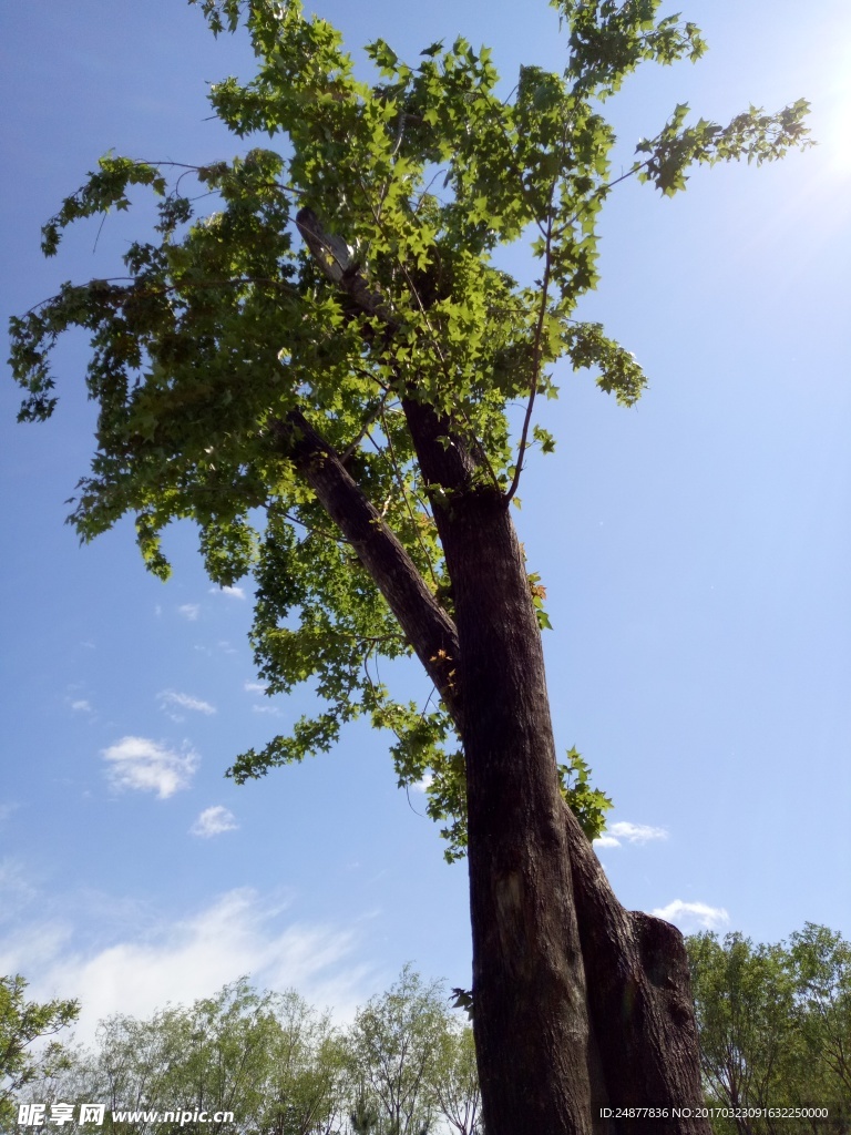 两棵大枫树