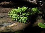 水草 假山