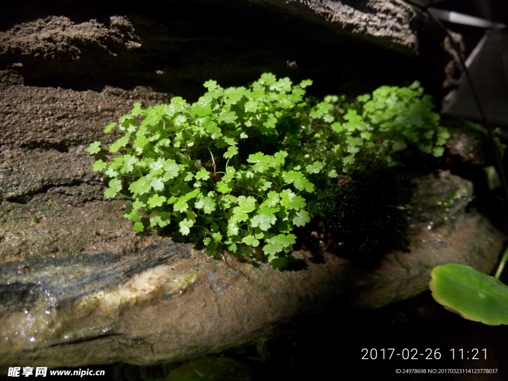 水草 假山