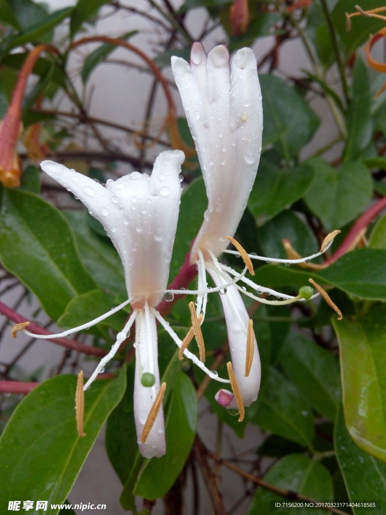 金银花