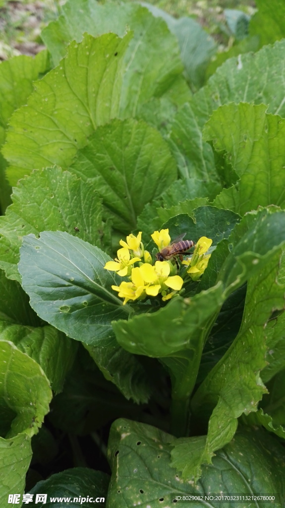 菜花