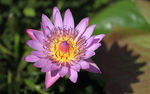 莲花