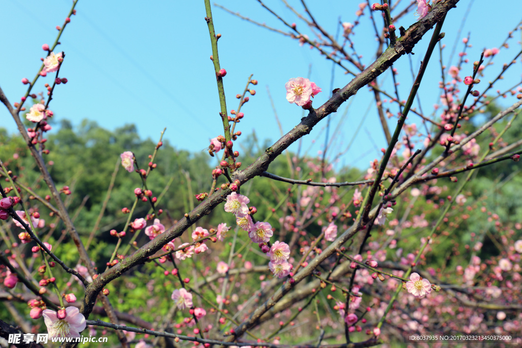 梅花