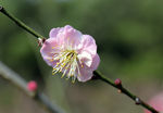 梅花