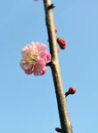 梅花