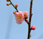 梅花
