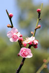 梅花