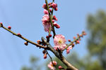 梅花