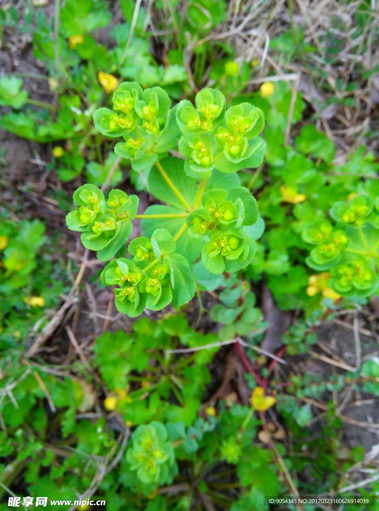 野菜