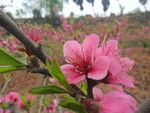龙泉桃花故里