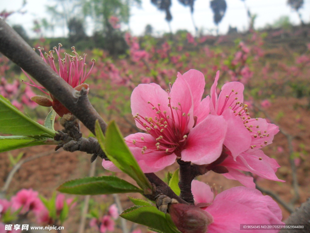 龙泉桃花故里