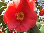 山茶花