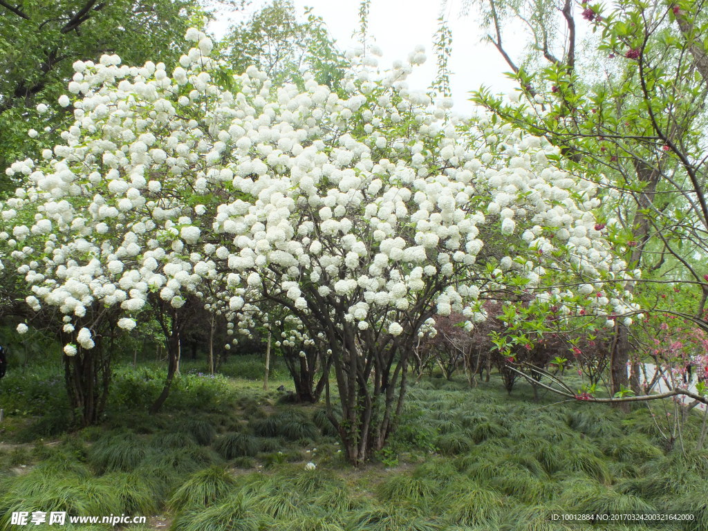 绣球花