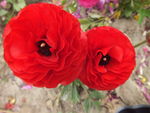 茶花