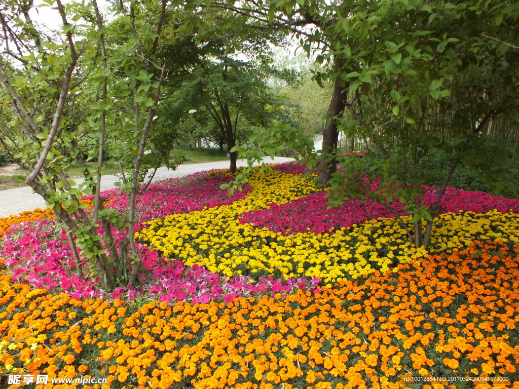花丛