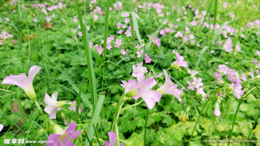 珠海碎花草地