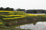 油菜花田