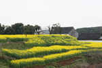 油菜花