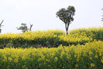 油菜花