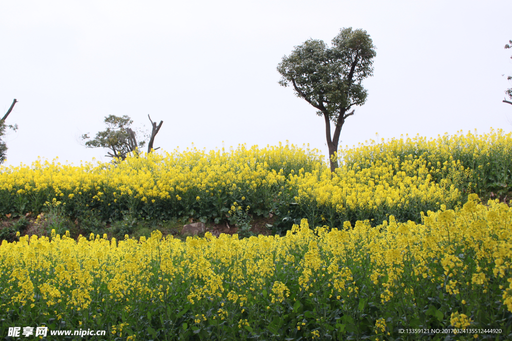 油菜花