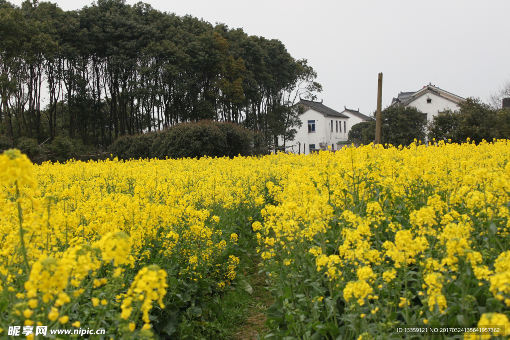 油菜花