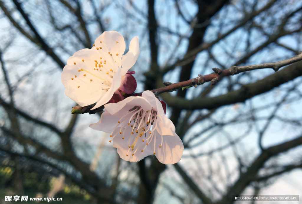 桃花