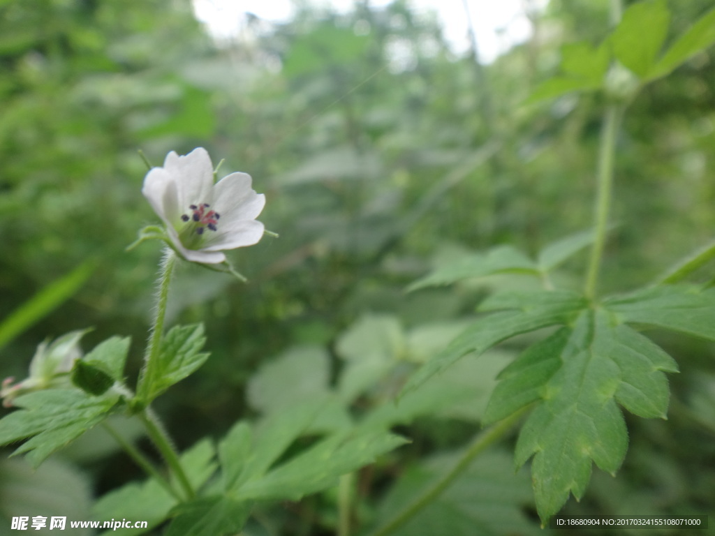 小白花