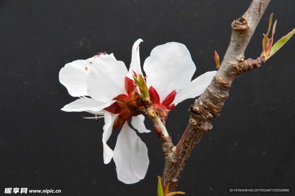 山桃花