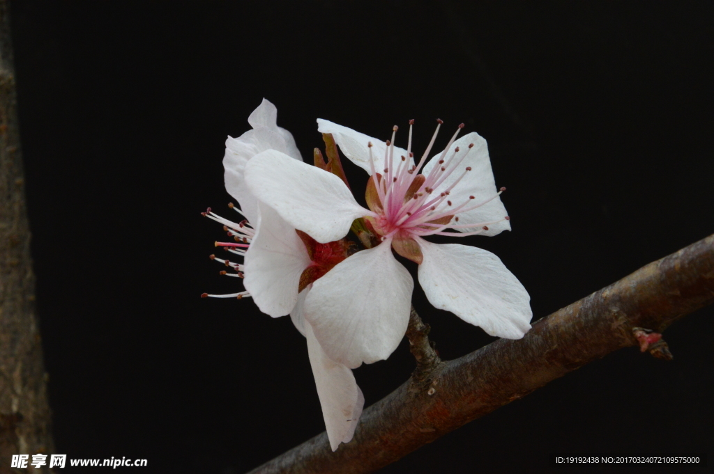 山桃花