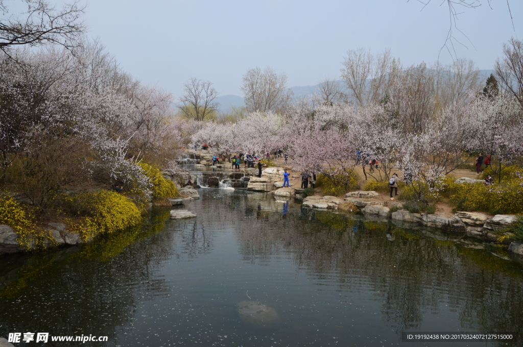 桃花美景