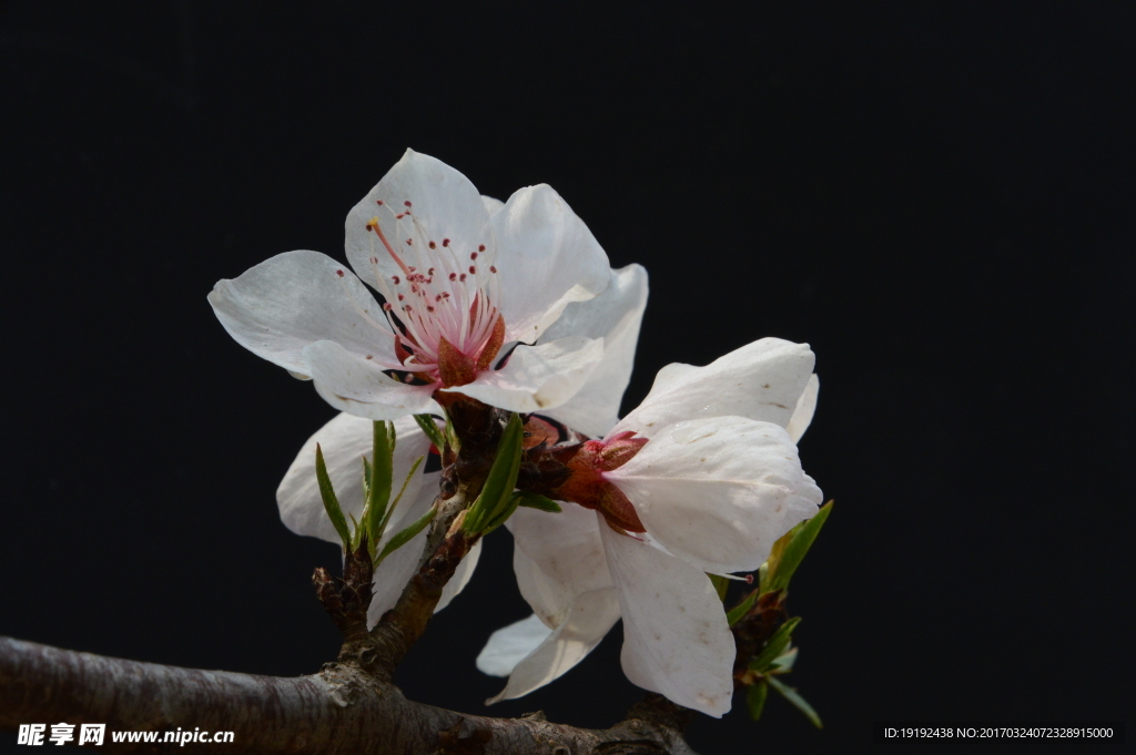 山桃花