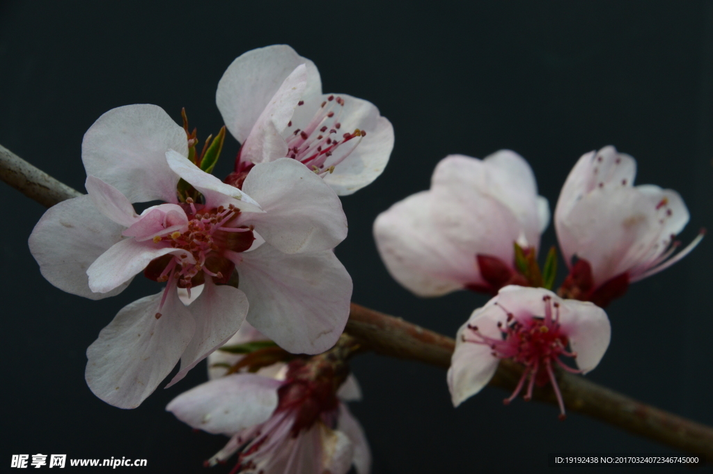 山桃花