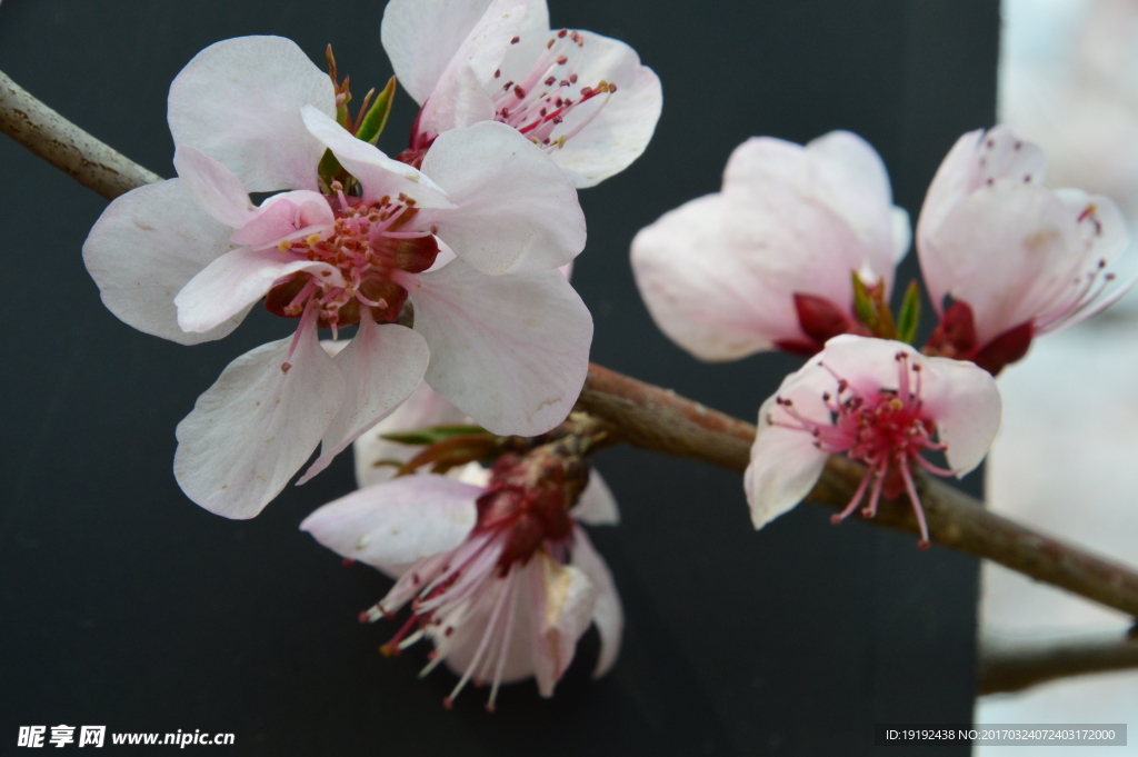 山桃花