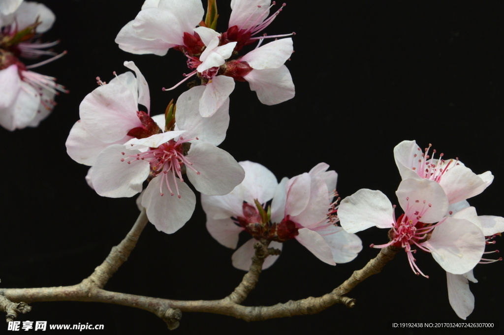 山桃花