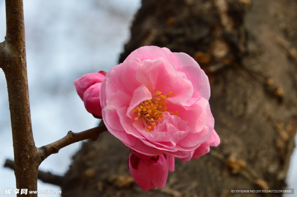 梅花