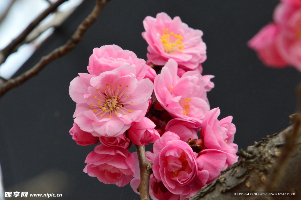 梅花