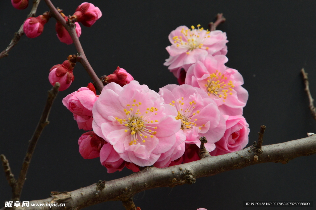 梅花