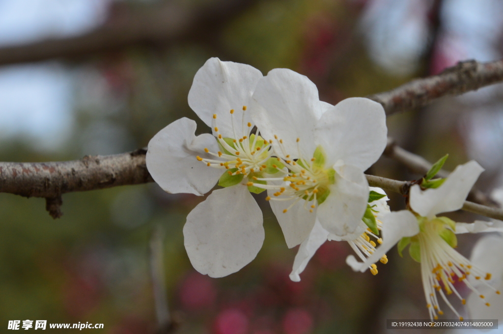 山桃花