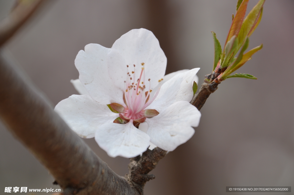 山桃花