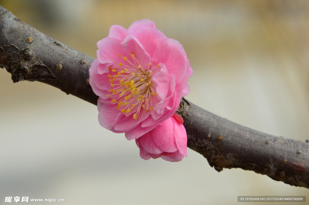 梅花