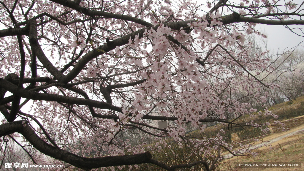 桃花美景
