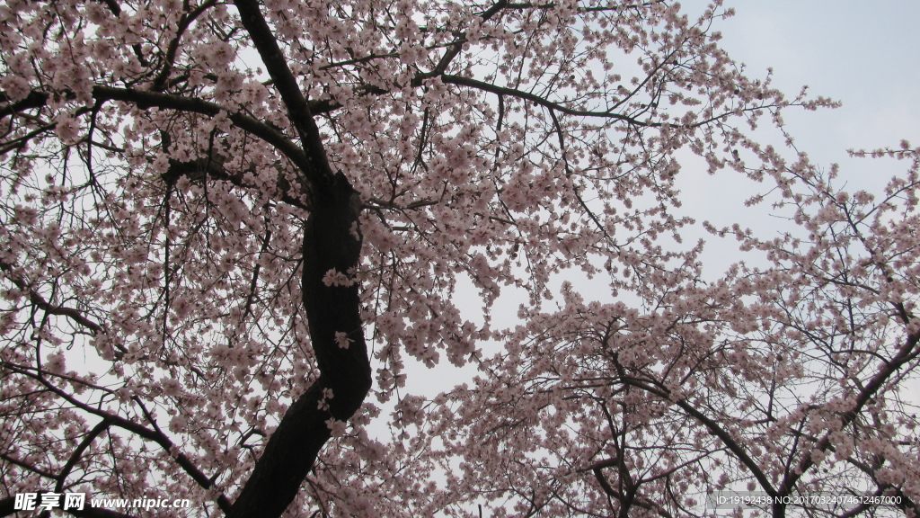 桃花美景