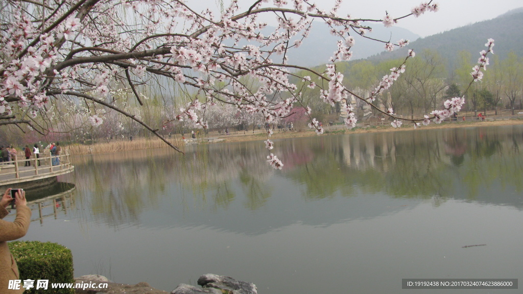 桃花美景