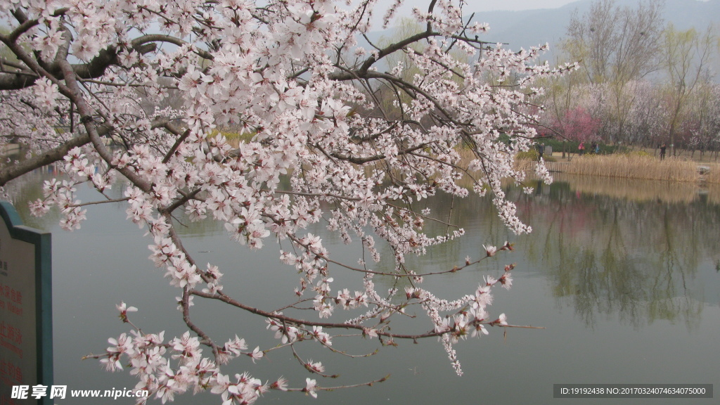 桃花美景