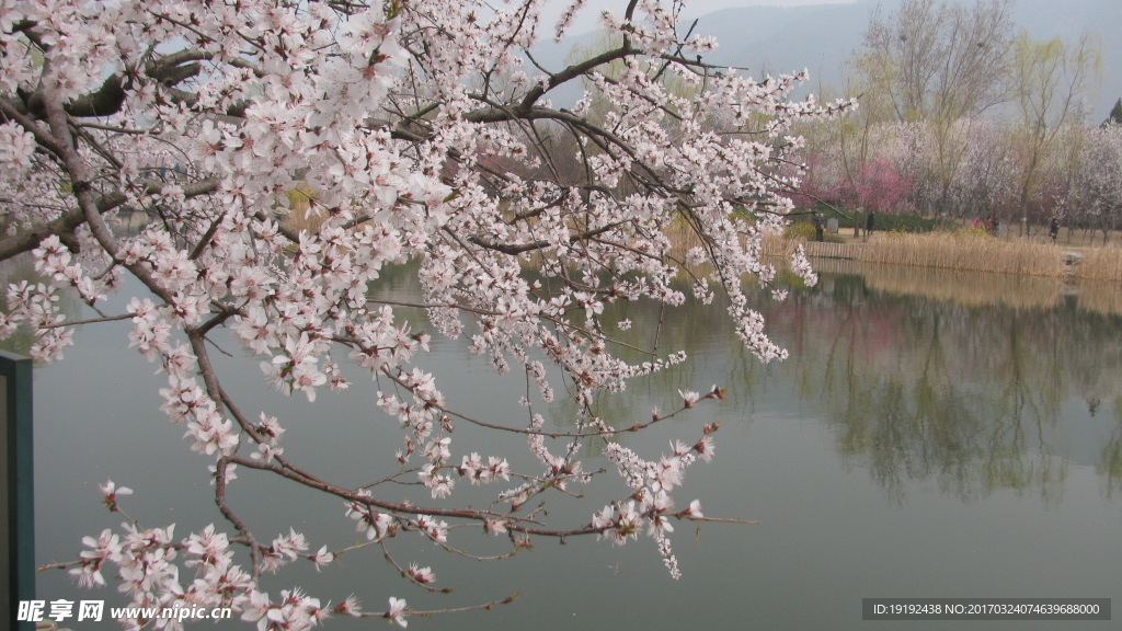 桃花美景