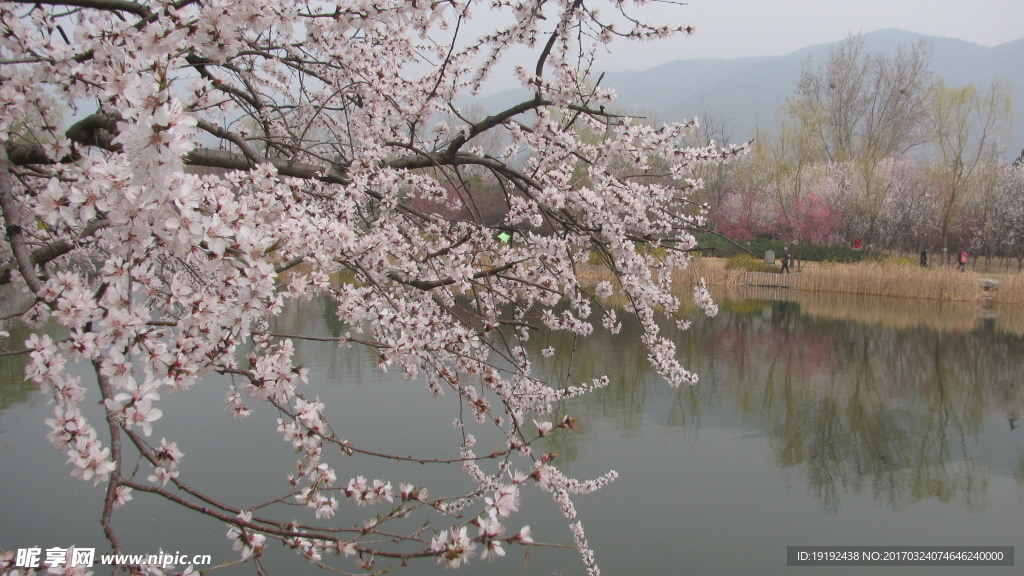 桃花美景