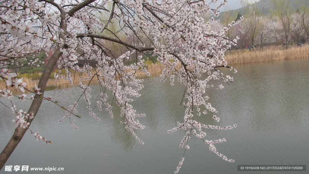 桃花美景